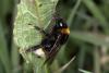 Bombus vestalis